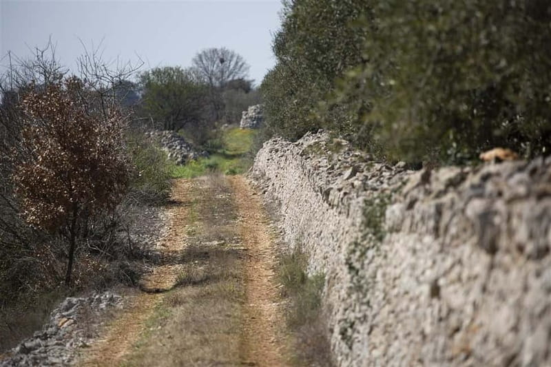 Gioia del Colle: Primitivo Wine & E-Bike Ride - Who Will Enjoy This Most?