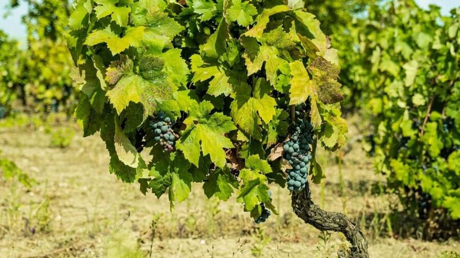 Gioia del Colle: Primitivo Wine & E-Bike Ride - The Stele of Primitivo Wine