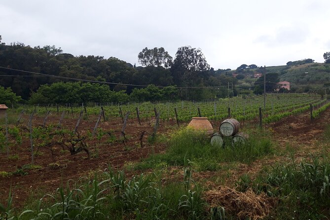 Guided Cycle Tourism Wine Tour by E-Bike on the Island of Elba "Arrighi" - Who should book this ride