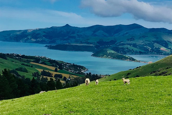 Guided Electric Mountain Bike & Sea Kayak Tour in Akaroa - 11:30 a.m. to 2:00 p.m. on the water