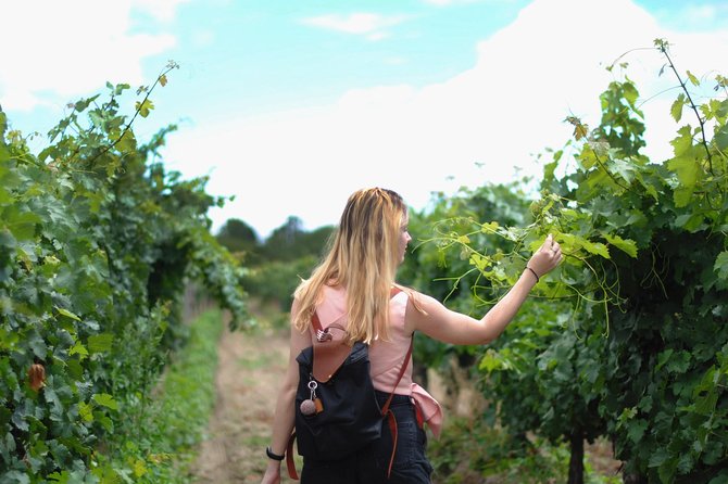 Guided Healdsburg Wine Country Bike and Wine Tasting Tour with lunch - The first winery around 11:00 am