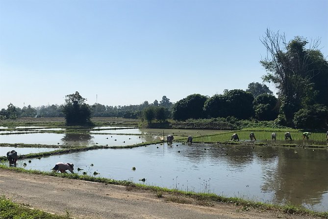 Half-day E-bike Countryside and rice paddies (flat land, GUIDED) - Following the Ping River to Wat Chang Nam