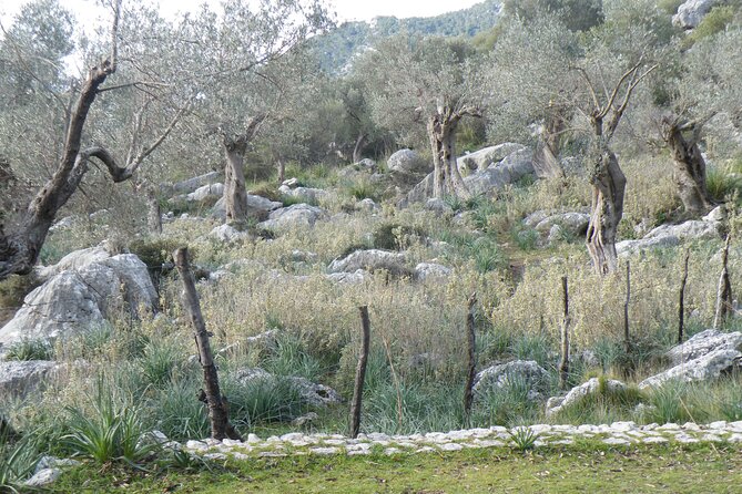 Half-Day Mountain Bike Experience to Serra de Tramuntana, - The final stretch to Santa Maria and train return
