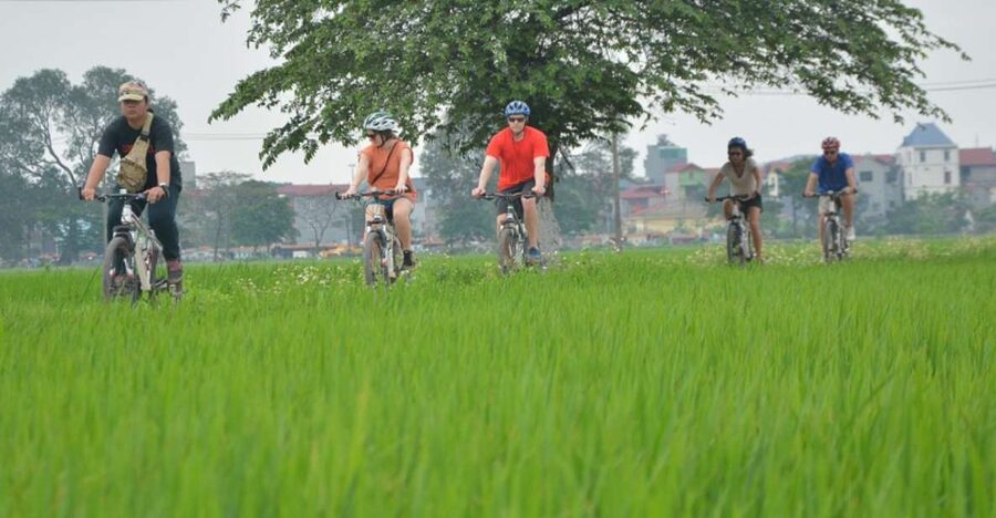 Hanoi Countryside Bike Tour: Red River Culture & Daily Life - Rice Fields and the Work of Vietnamese Agriculture