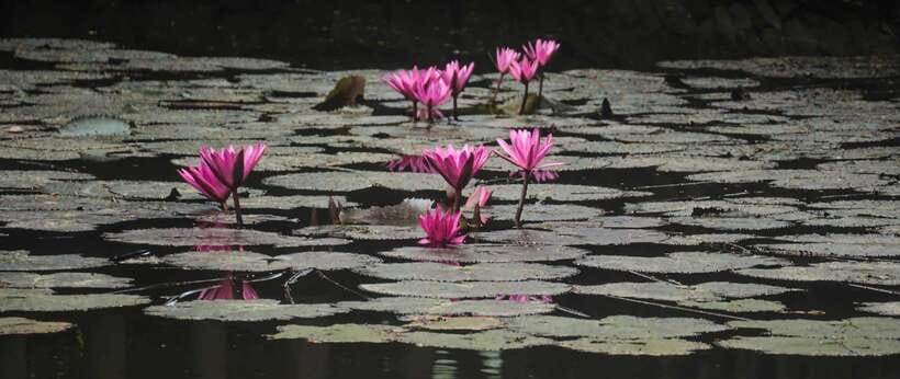 Hanoi: Ninh Binh, Tam Coc, Mua Cave & Hoa Lu with cycling - A 30-dish Vietnamese buffet lunch