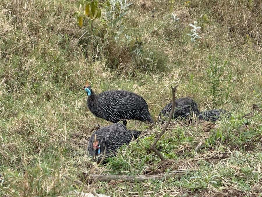 Hell's Gate Bike Ride & Crescent Island Boat Ride Experience - A boat ride on Lake Naivasha