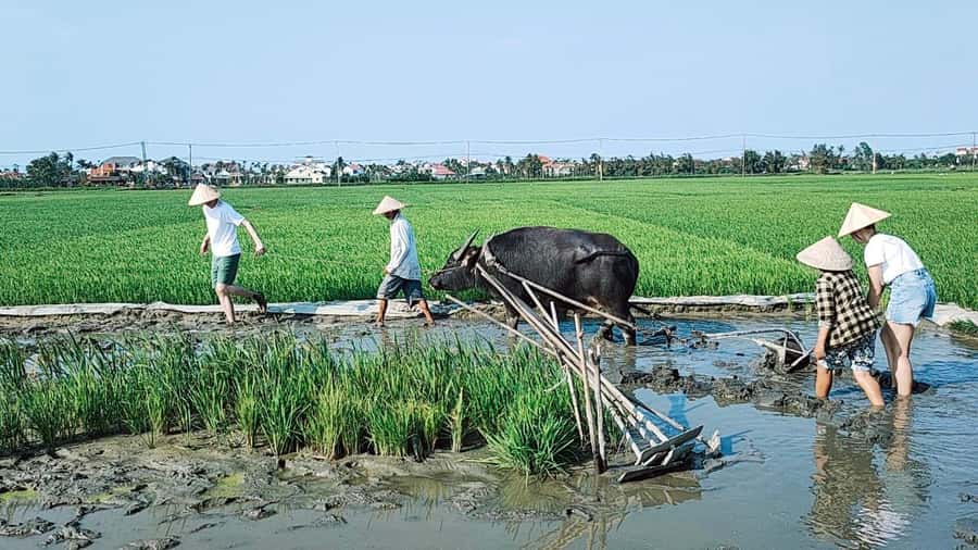 Hoi An: Countryside by Cycling, Buffalo Riding & Do Farming - FAQ