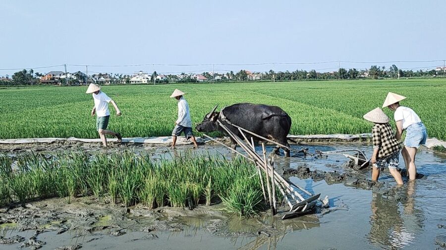 Hoi An: Countryside by Cycling, Buffalo Riding & Do Farming - Who will enjoy this Hoi An countryside tour?