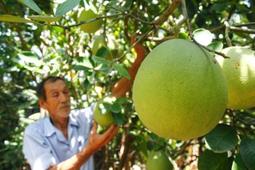 Hue: Half-day Thuy Bieu Village Cycling Adventure - Thanh Tra pomelo and Thuy Bieu’s garden houses