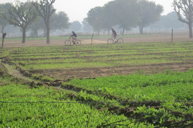 Jaipur Village Cycling Safari - Should you book the Jaipur Village Cycling Safari?