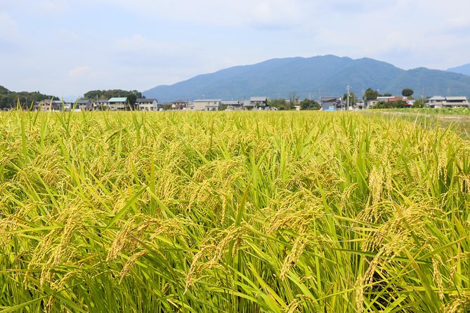 Japan's Rural Life & Nature: Private Half Day Cycling Near Kyoto - Former lake country turned into rice fields