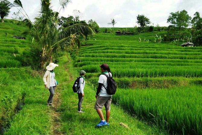 Jatiluwih full day e-bike cycling with lunch & trekking program - What the seven-hour schedule feels like