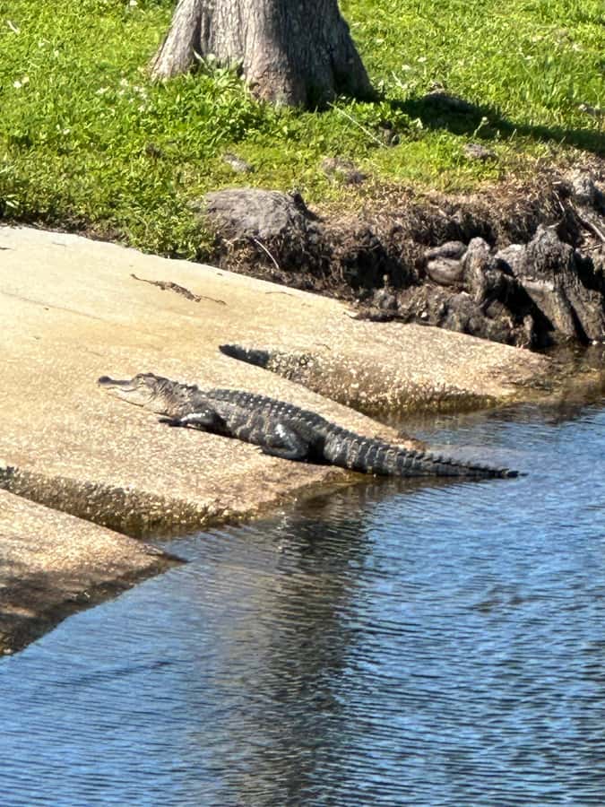 Kissimmee: 4-Hour All Electric Mountain Bike Lakefront Tour - Starting Beside East Lake Toho