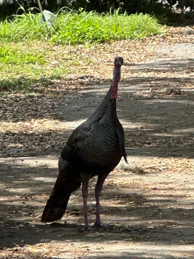 Kissimmee: 4-Hour All Electric Mountain Bike Lakefront Tour - Wildlife Along The Water