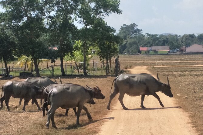 Koh Yao Noi Cycling and Beach - What the price includes, and what it is worth