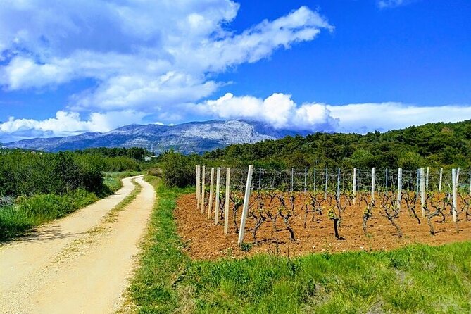 Korcula Bike & Wine Tour | Wine Tasting in Lumbarda - Two Family Wineries and Korcula’s Rare Grk