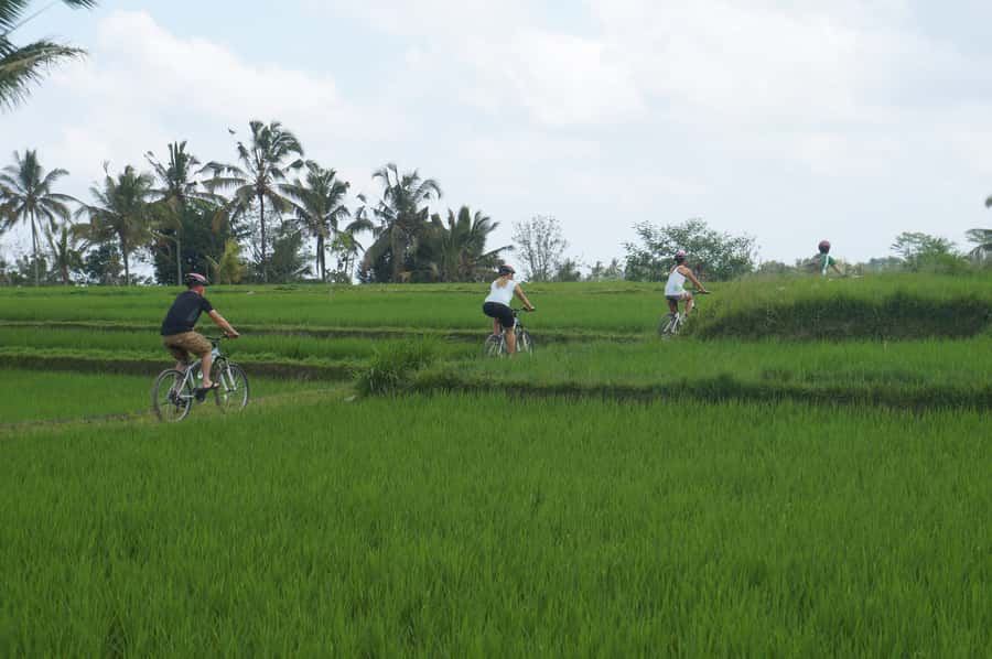 Kuta: Kintamani Culture and Nature Guided Cycling Tour - Key points to know before booking