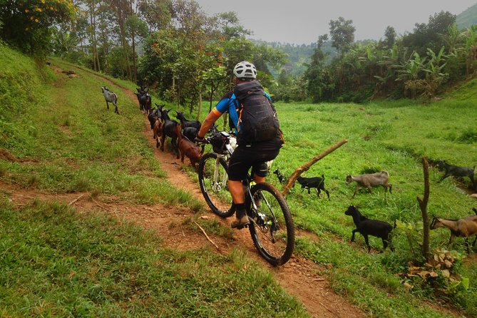 Lake Victoria Island Cycling Tour from Kampala - Who will enjoy this ride most?