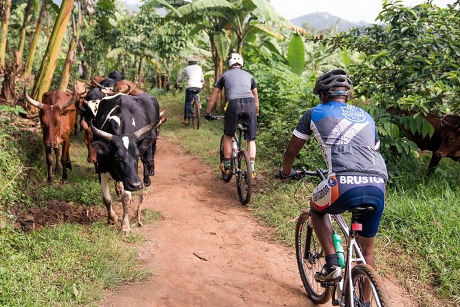 Lake Victoria Island Cycling Tour from Kampala - Booking details worth sorting out first