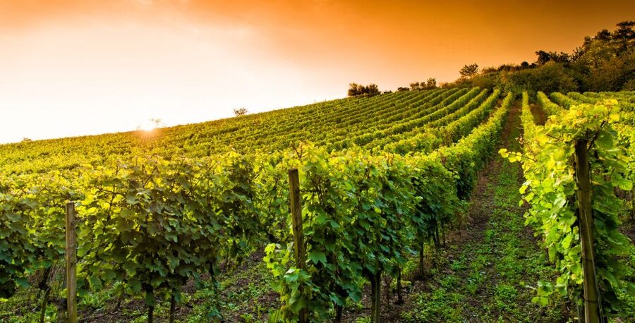 Lucca: Guided E-Bike and Wine Tour - What the guides add to the ride