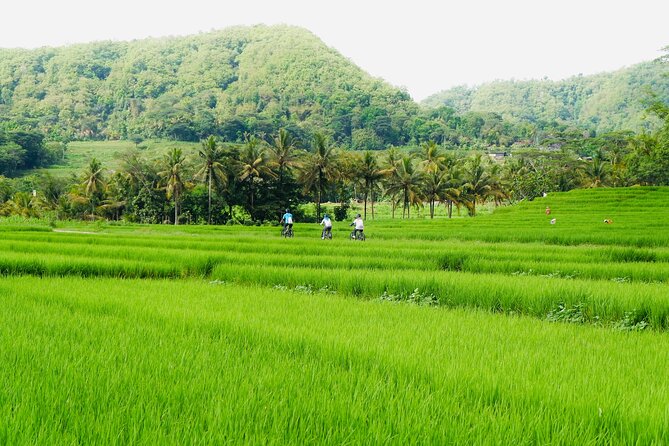Menoreh Village Cycling - Cycling through rice fields and riverside paths