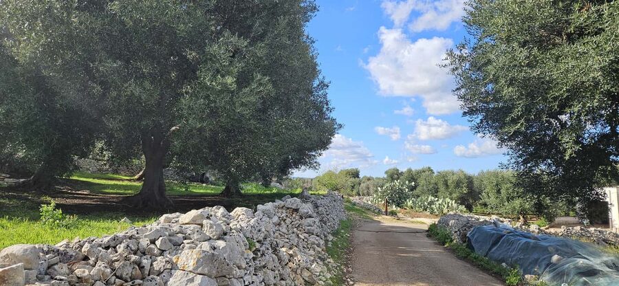Monopoli: Ancient Olive Groves & Coastal E-Bike Ride - Who Should Book This Ride