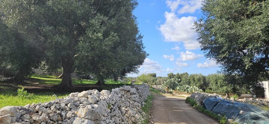 Monopoli: Ancient Olive Groves & Coastal E-Bike Ride - Should You Book the Monopoli E-Bike Ride?
