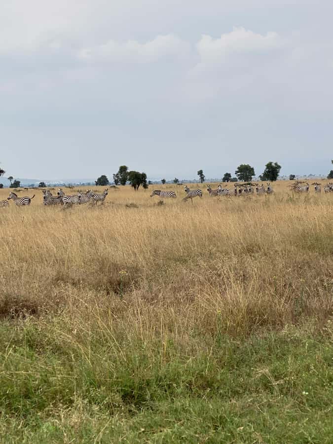 Nairobi: E-Bike/Cycling Wildlife Safari with Transfer & meal - The three-course meal by the river