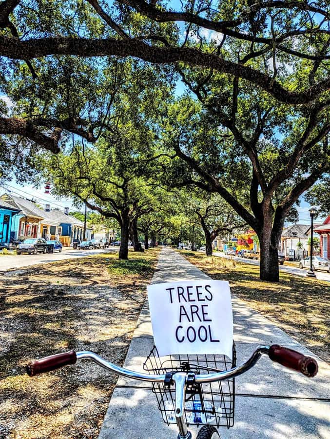 New Orleans: Creole History & Culture Neighborhood Bike Ride - Practical details that affect your day