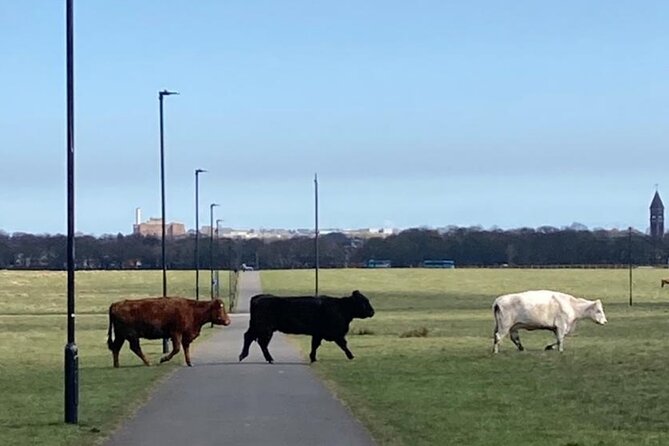 Newcastle Cycling Tour - Town Moor, cows, and the view to St. James’ Park