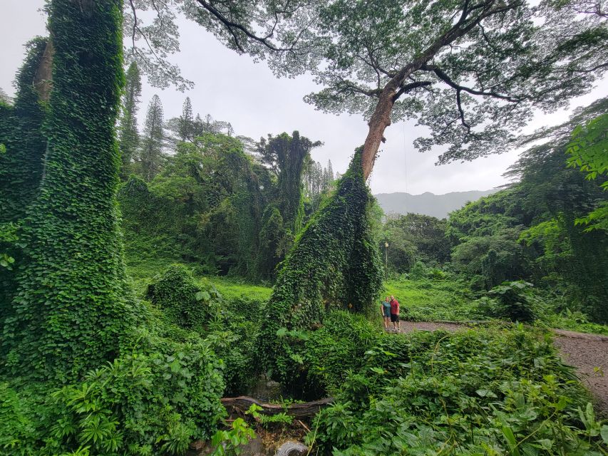 Oahu: Waikiki E-Bike Ride and Manoa Falls Hike - The ride back and optional shave ice