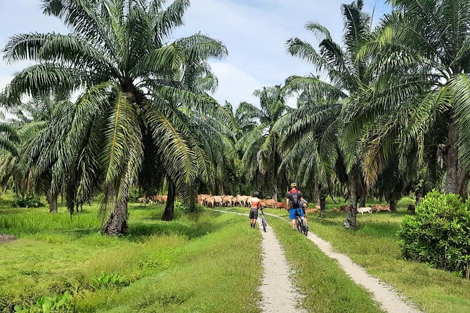 Penang Countryside Cycling Tour. PPA2 by Matahari - The 7:00 am start and ride to Balik Pulau