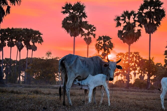 Phnom Krom for Sunset Cycling Tour - The lotus farm and Cambodia’s unusual fabric