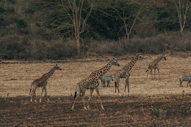 Private Cycle to Kilimanjaro Bike Park Safari - Why cycling West Kilimanjaro feels different