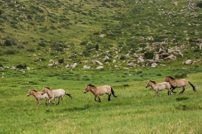 Private Full-Day Cycling Tour from Ulaanbaatar - The guide and support on a private day
