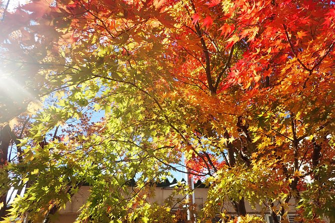 Private-group Morning Cycling Tour in Hida-Furukawa - Should you book it?
