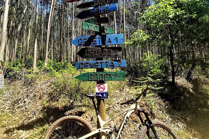 Private mountain bike tour in Lisbon/Sintra/Cascais - The guide’s local trail judgment is the main value