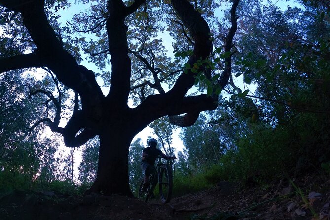 Private mountain bike tour in Lisbon/Sintra/Cascais - Choosing between summit trails and lower paths