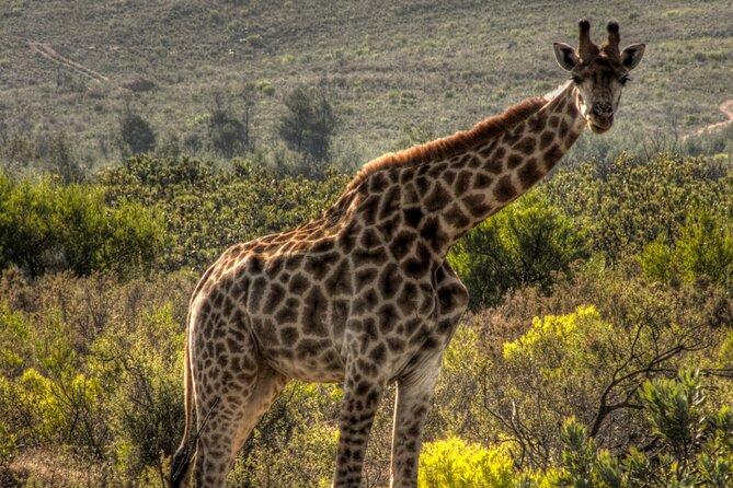 Safari Cycle and !Khwa ttu San Heritage Experience - Lunch, snacks, and water keep the day simple