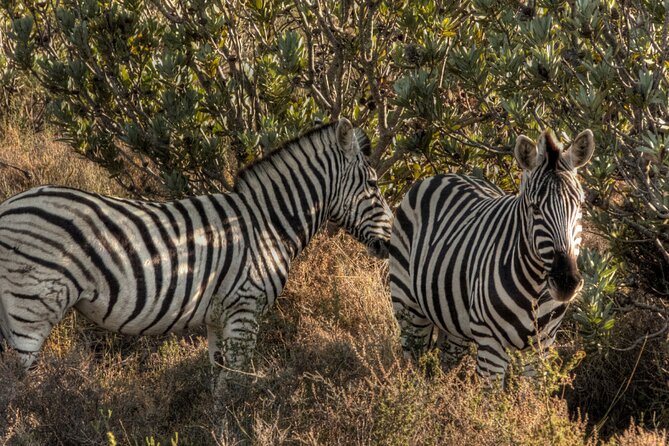 Safari Cycle and !Khwa ttu San Heritage Experience - What the $218.77 price really covers