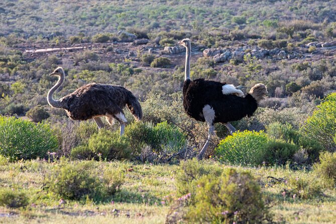 Safari Cycle and !Khwa ttu San Heritage Experience - How the cultural purpose changes the experience