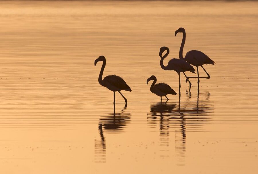 Sant'Antioco: Guided E-Bike Excursion at Sunset - Ending beside the lagoon at sunset