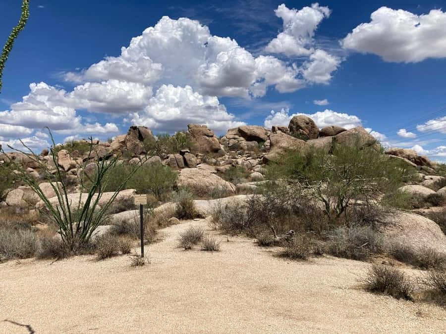 Scottsdale: Guided Mountain Bike Tour through the Desert - A two-hour route shaped around your riding ability