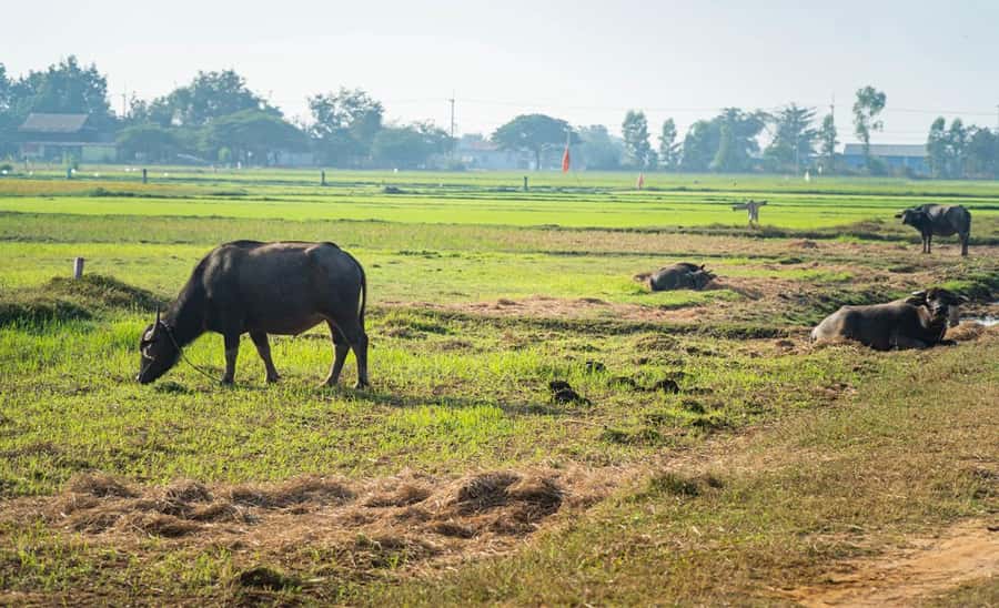 Siem Reap: Guided Countryside Bike Tour - Why cycling beyond Siem Reap is worth your morning