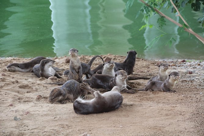 Singapore - bike adventure beyond the concrete jungle - Pasir Ris Park and its mangrove boardwalk