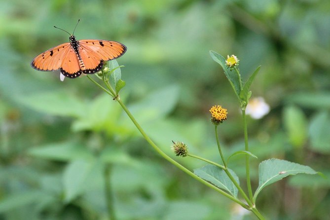 Singapore - bike adventure beyond the concrete jungle - The value of the $76.57 price