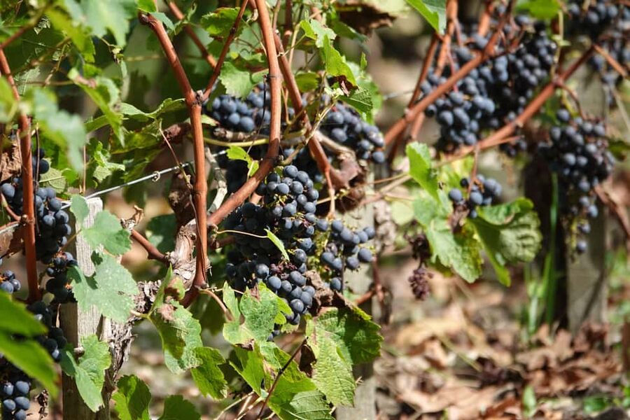 St. Emilion: Half Day E-Bike & Wine Tour with Wine & Cheese - The second 45-minute ride and another estate
