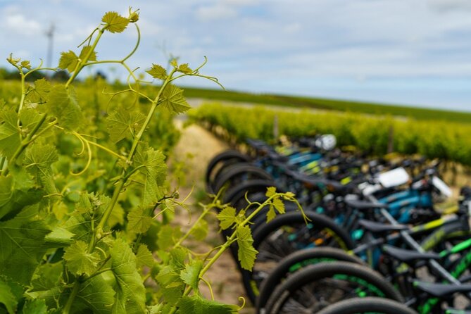 Stellenbosch Half Day Winelands Mountain Bike Tour - Key points to know before booking
