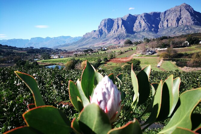 Stellenbosch Private E-Bike & Wine Tour - Why the private format matters