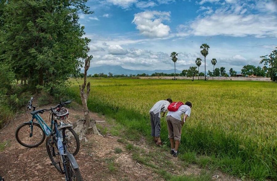 Sukhothai: Half-Day Countryside Bike Tour - Traditional rice whiskey and local food